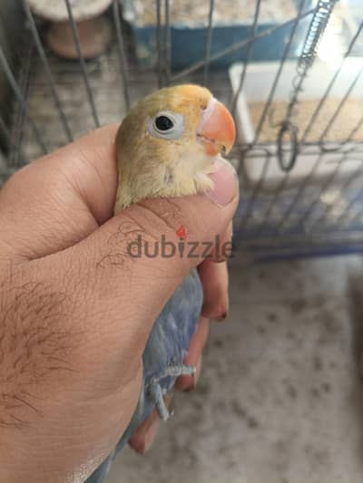 دكر باربلو فايلوت للبيع لقطه