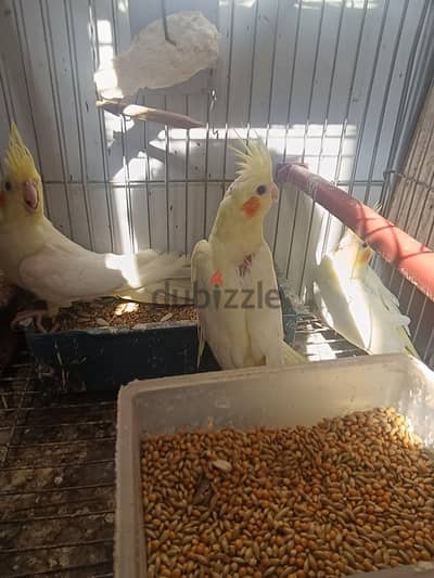 شباب كوكتيل لاتيني مستوي مميز