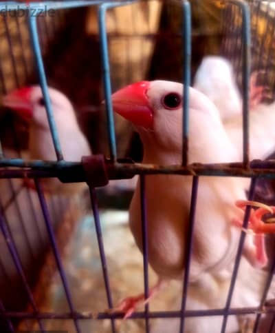 طيور جاوا المغرده