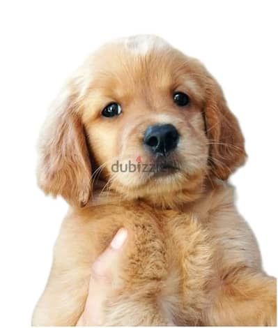 Golden retriever puppies