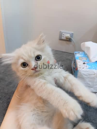 scottish / British cat / kitten