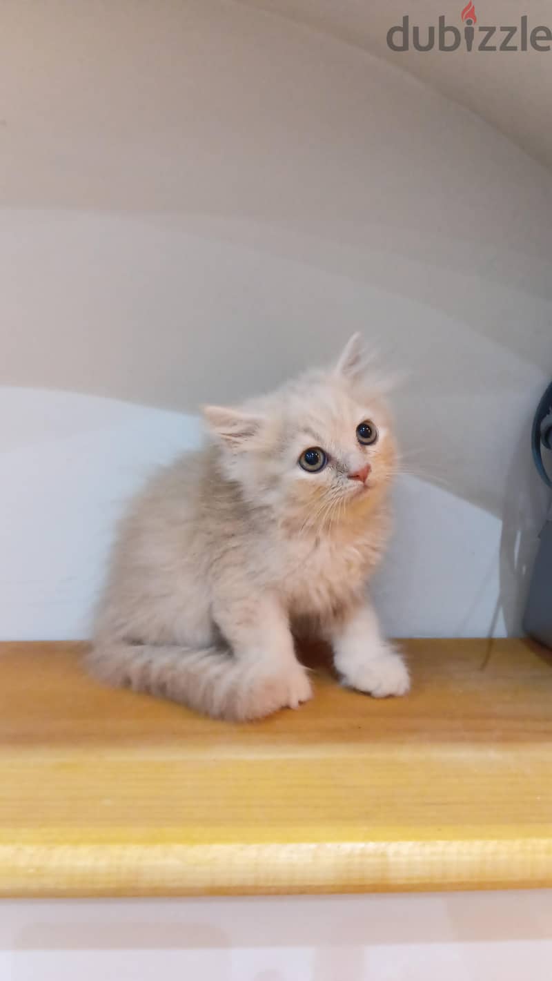 scottish / British cat / kitten 1