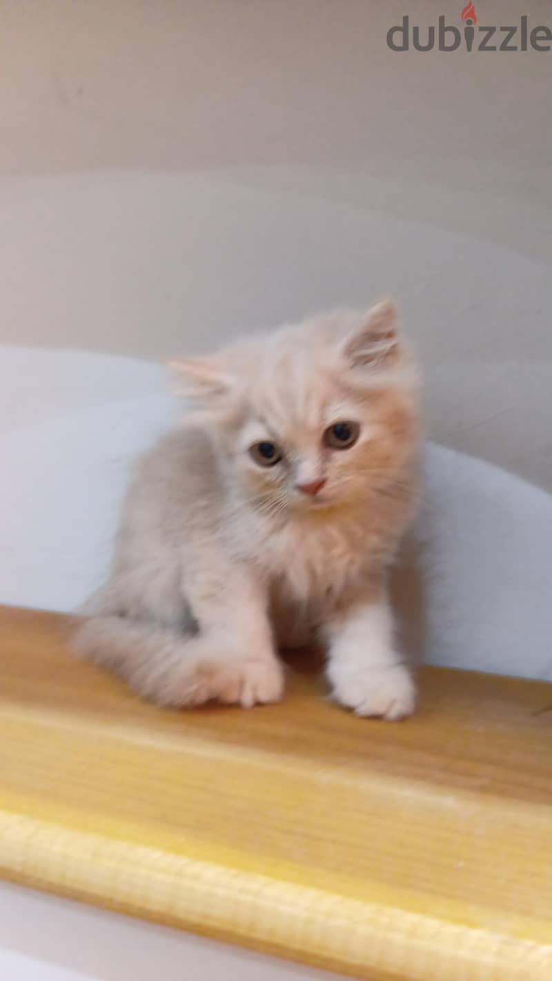 scottish / British cat / kitten 2