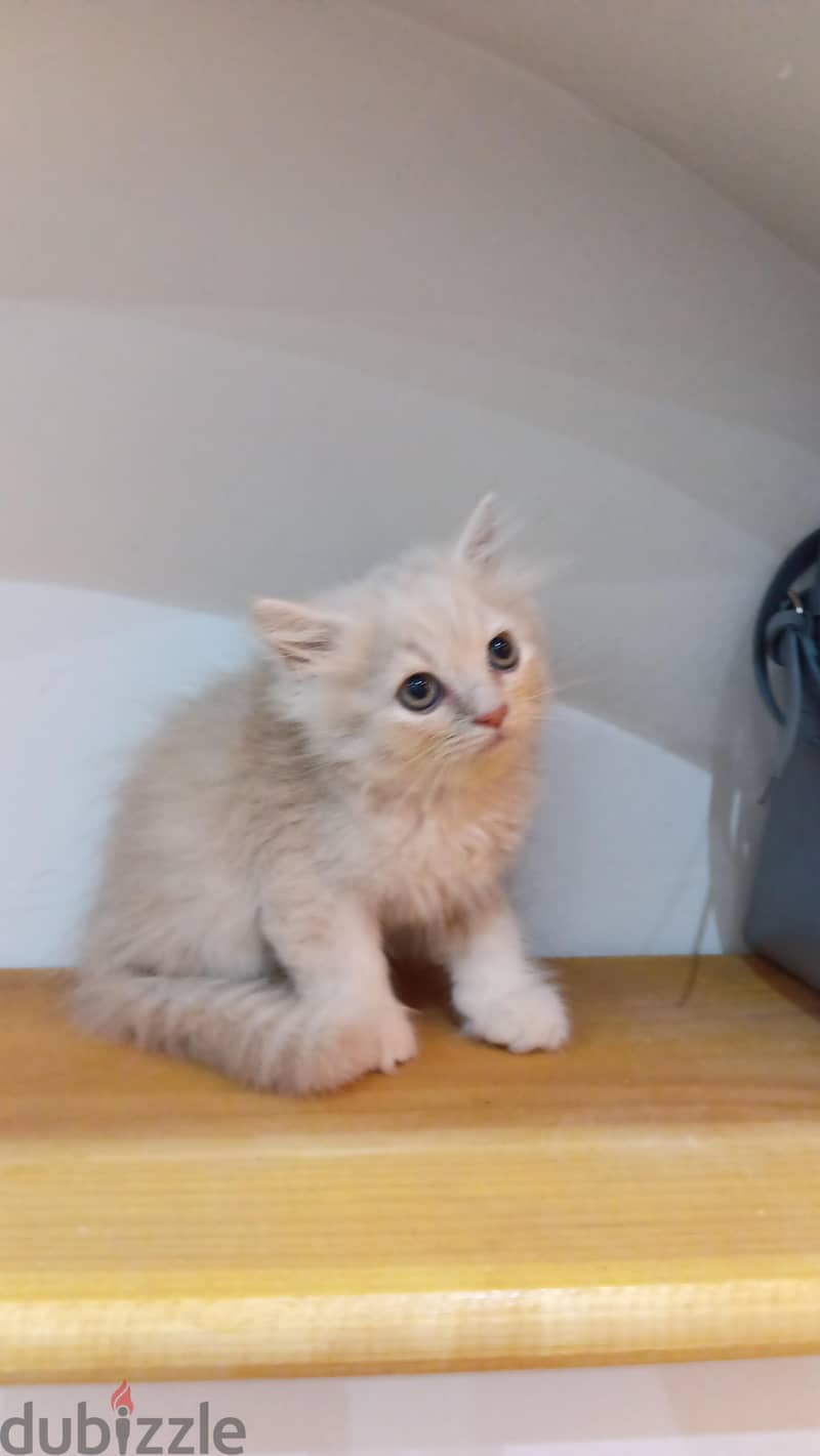scottish / British cat / kitten 3