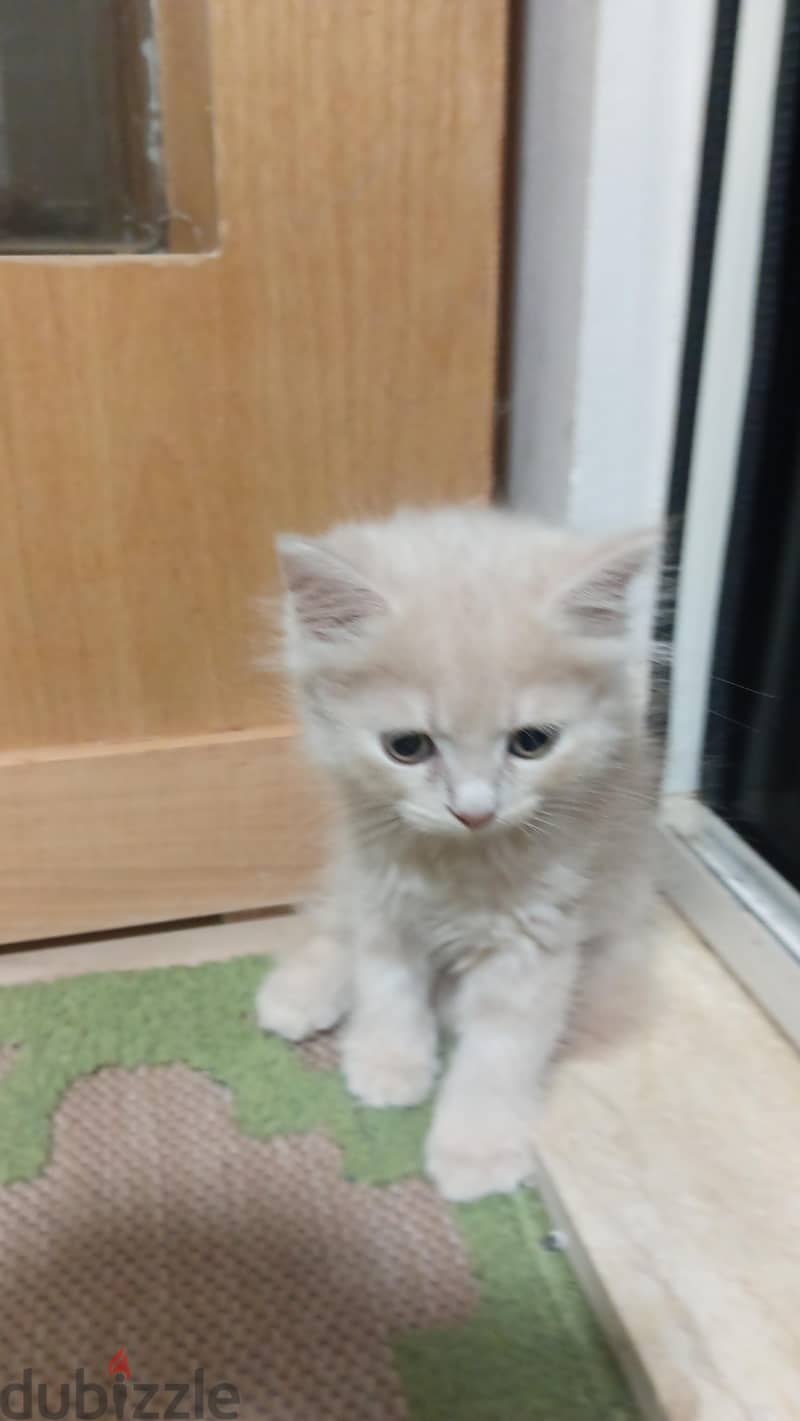 scottish / British cat / kitten 4