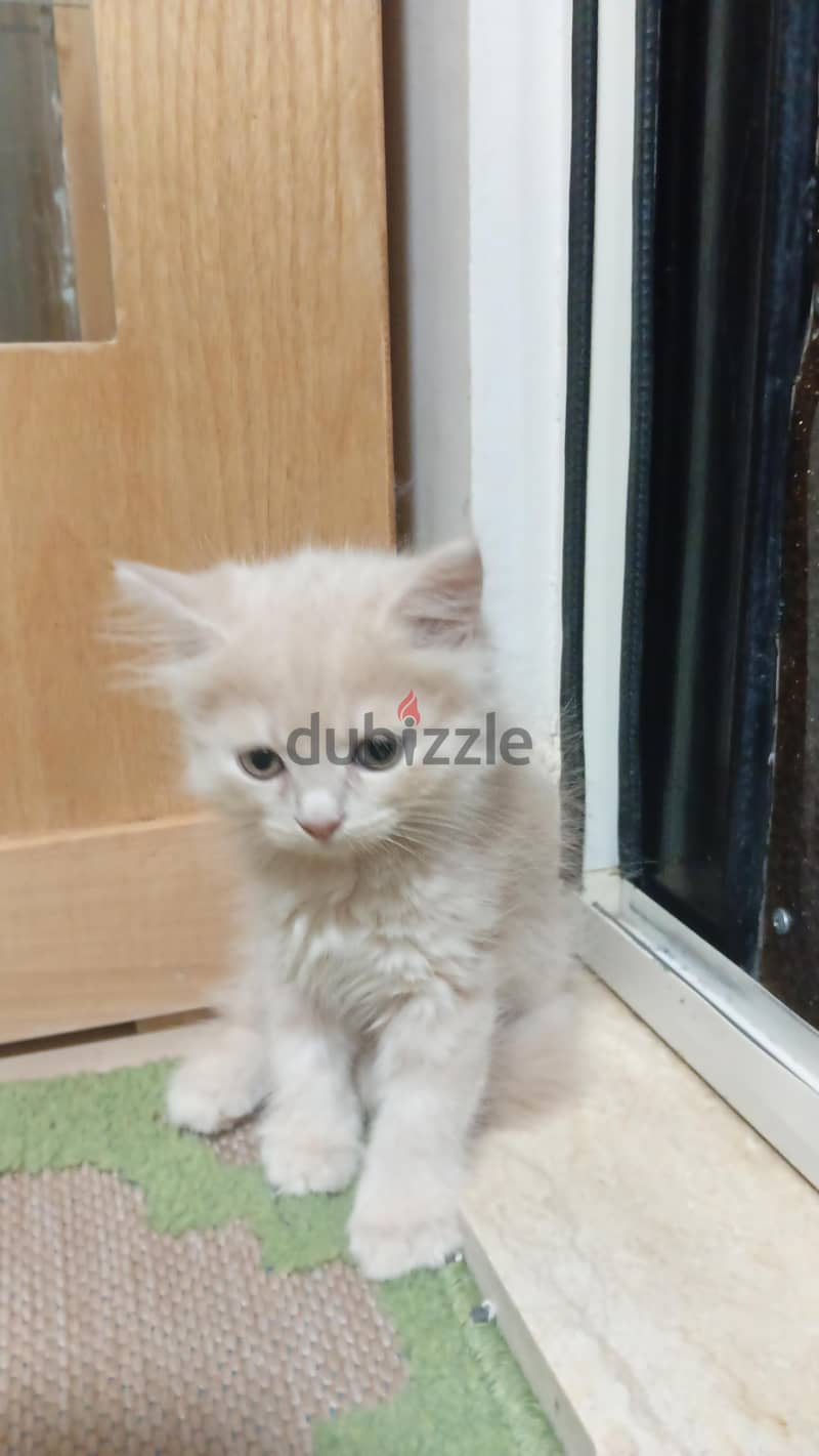 scottish / British cat / kitten 5