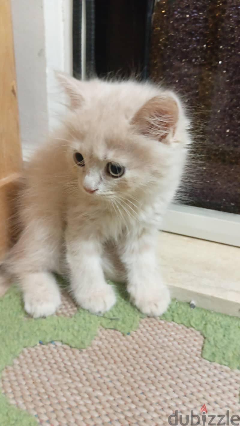 scottish / British cat / kitten 6