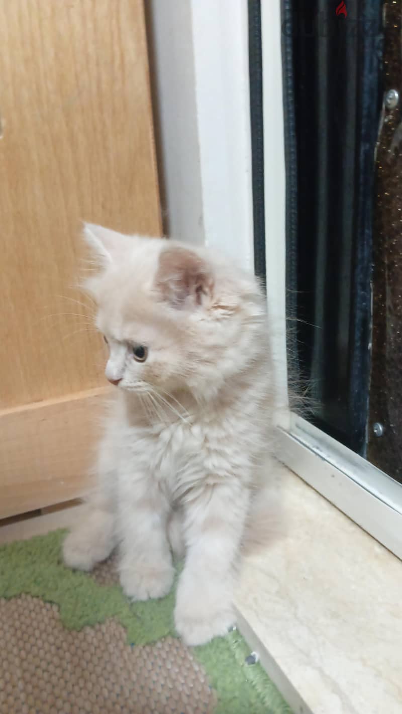 scottish / British cat / kitten 7
