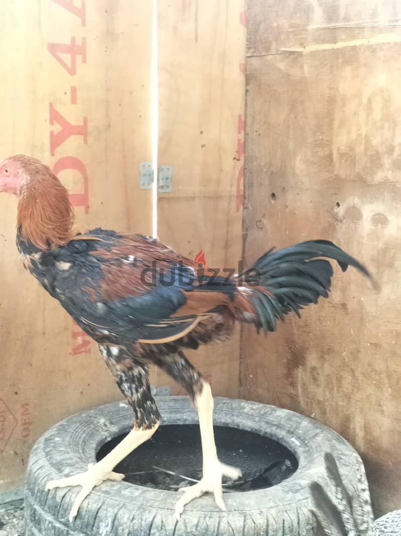 فراخ هندي 2
