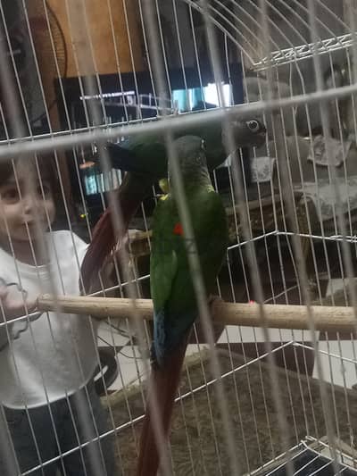 كونيور. يلوسايد