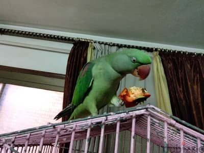 ببغبغان امريكى