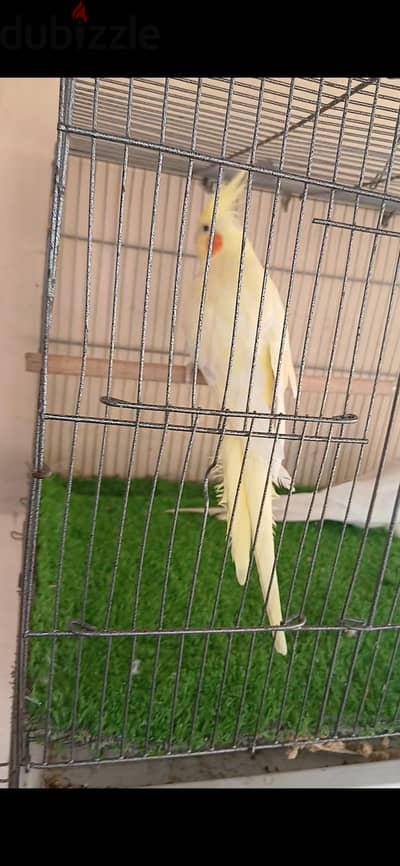 القاهره مدينة نصر