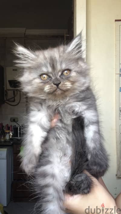 Female persian kitten قطة بنت شيرازي