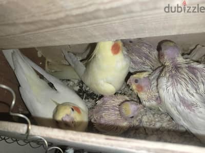 قص كوكتيل لاتيني عين الحمراء معاهم 4 اربع زغاليل اول شغل ليهم