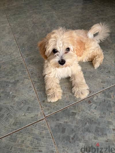 Lovely Maltipoo