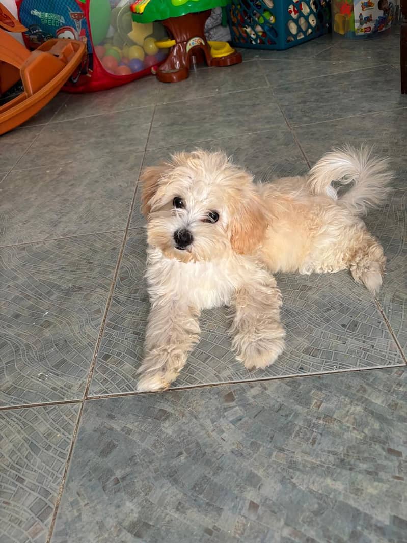 Lovely Maltipoo 1