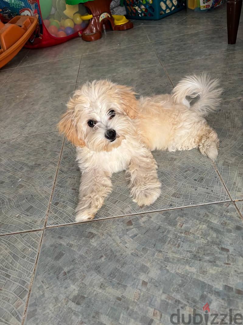 Lovely Maltipoo 2