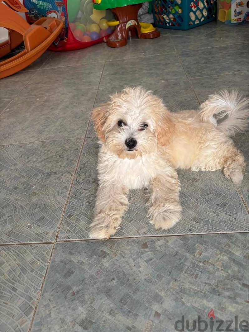 Lovely Maltipoo 3