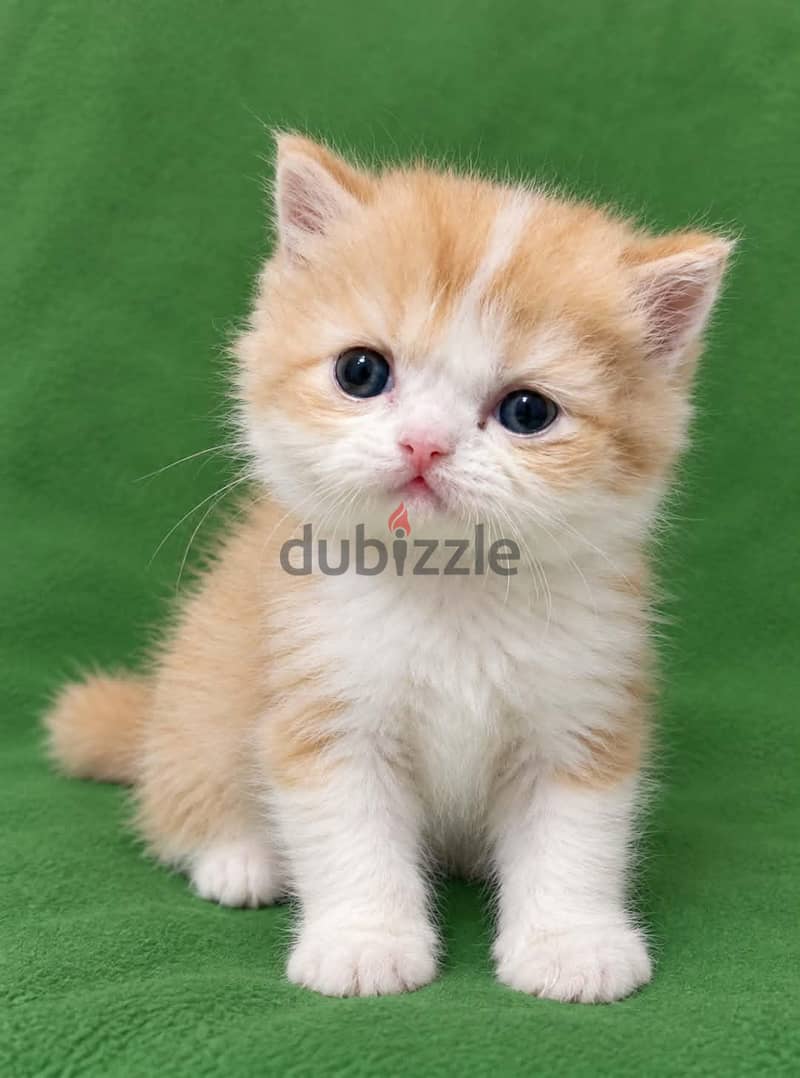 lovely cat 1