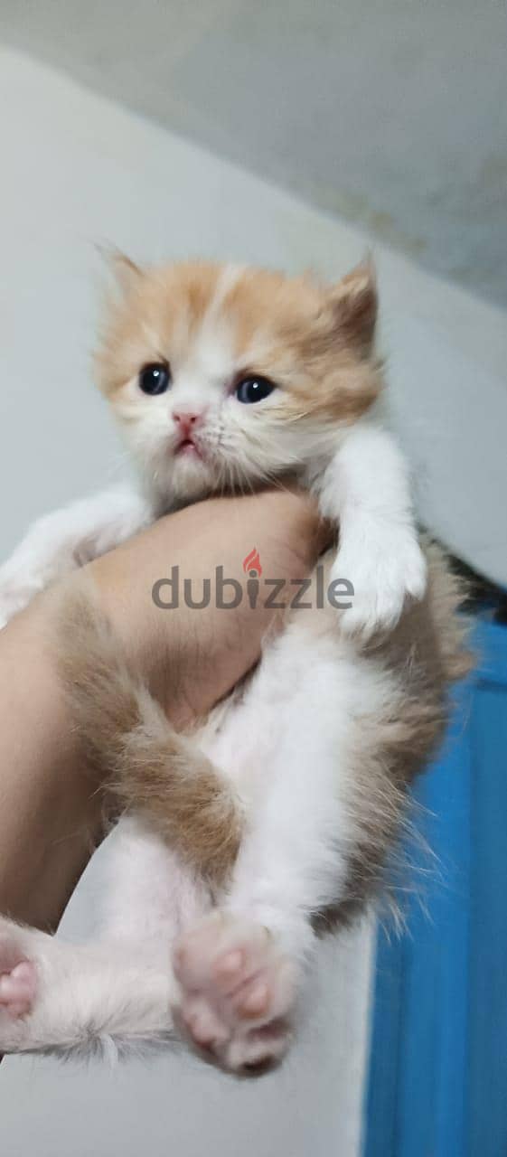 lovely cat 2