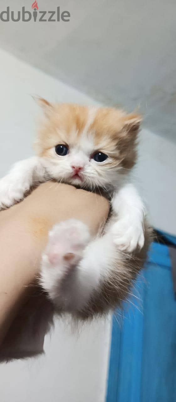 lovely cat 3