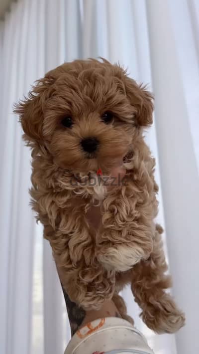 poodle x maltipoo puppies مالتيبو