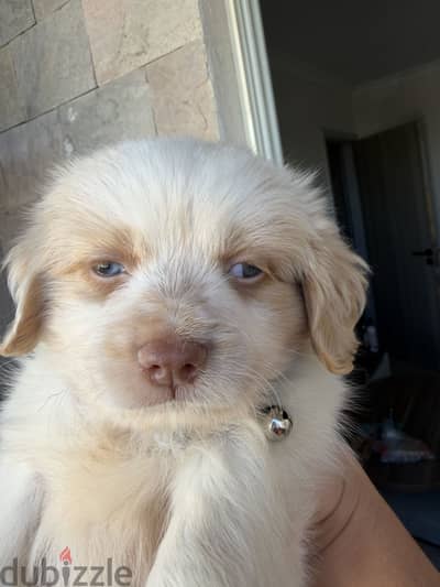 Havanese