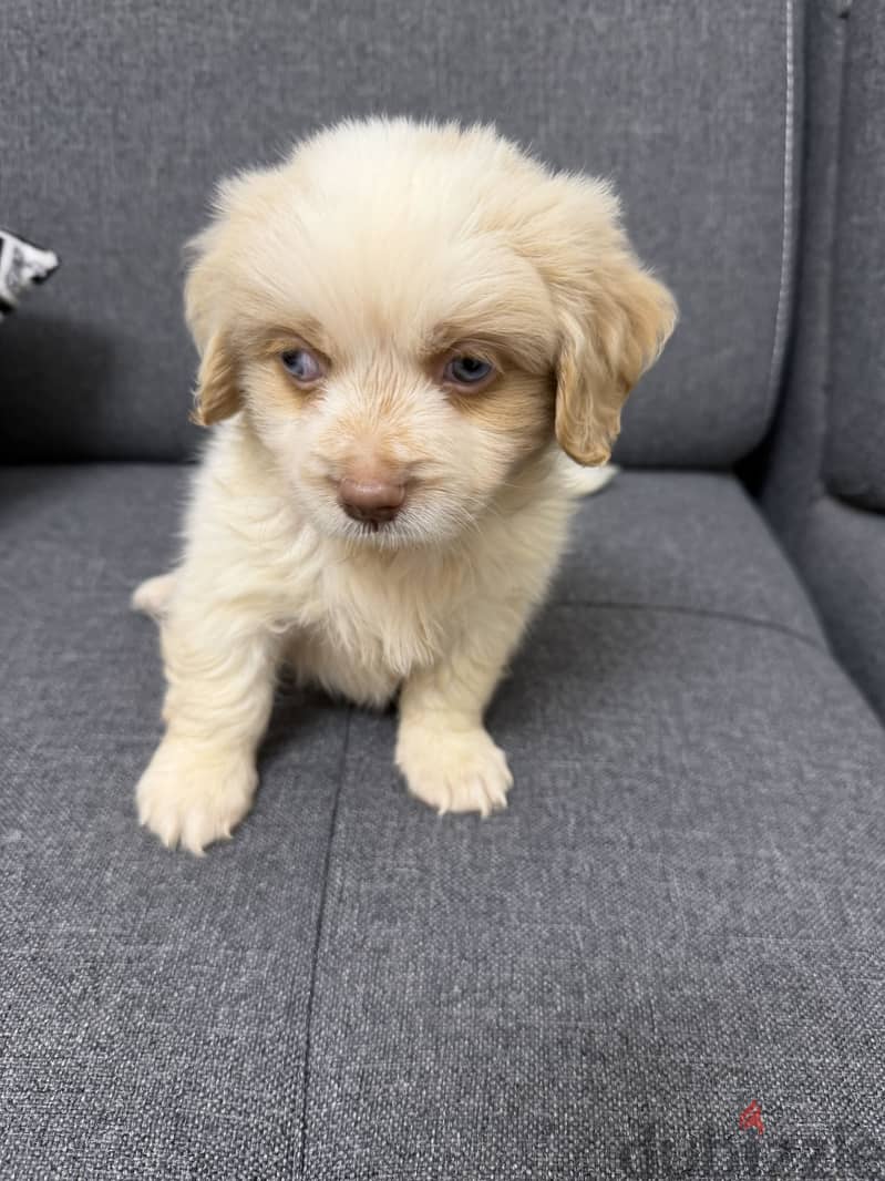Havanese 1