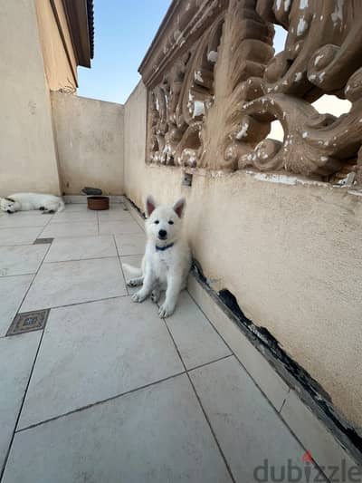 Pure White German Shepard Puppies for Sale