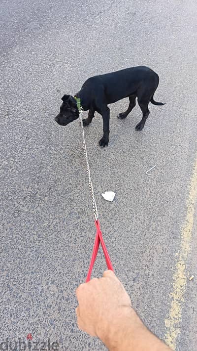 cane Corso 3 months 1 week