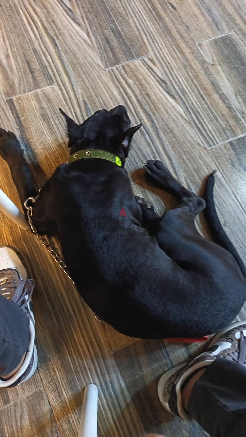cane Corso 3 months 1 week 1