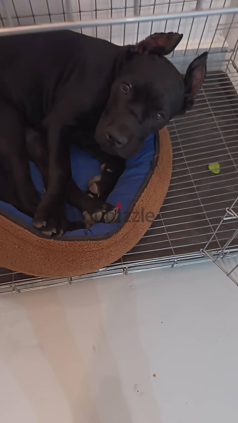 cane Corso 3 months 1 week 2