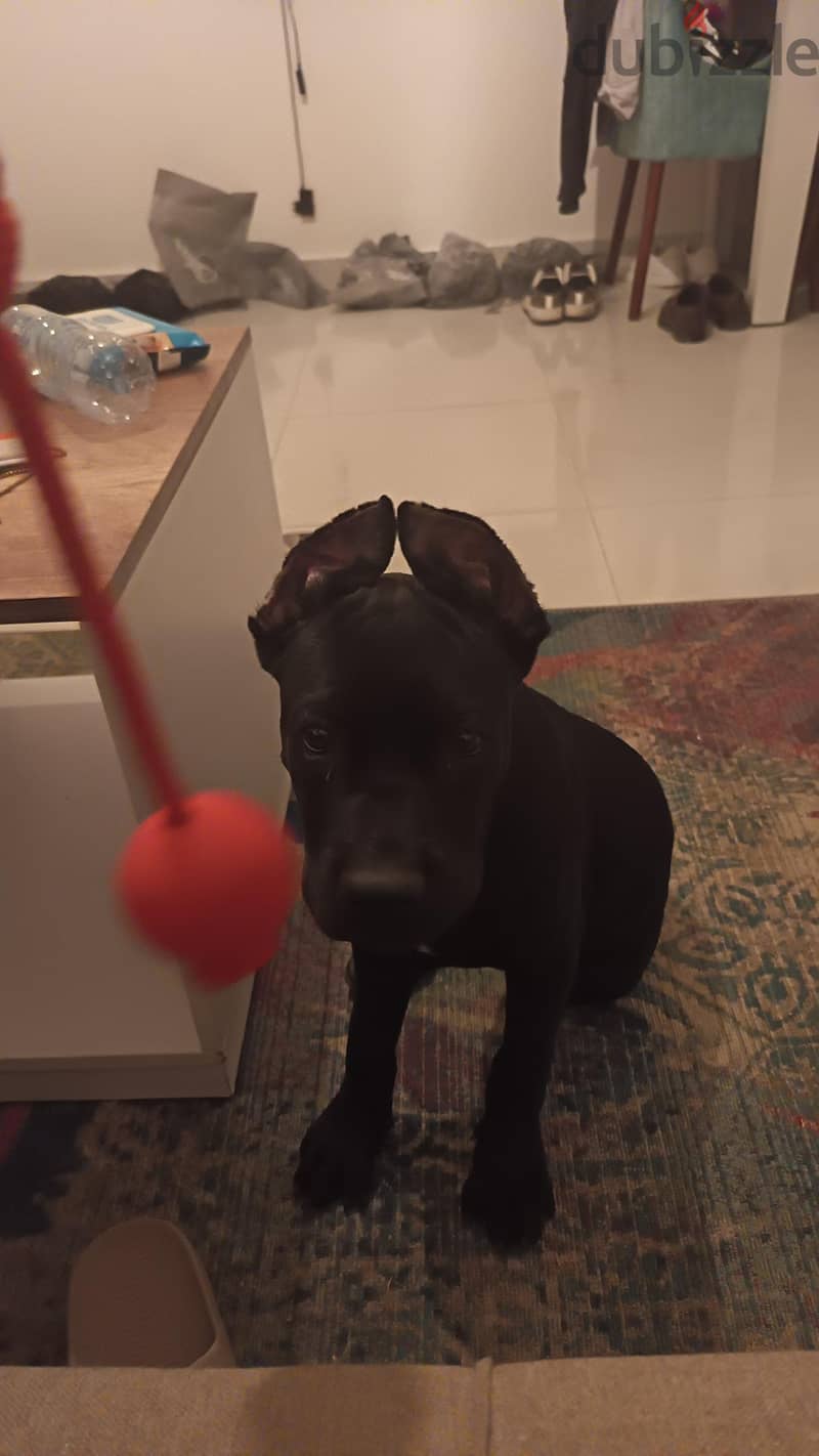 cane Corso 3 months 1 week 3