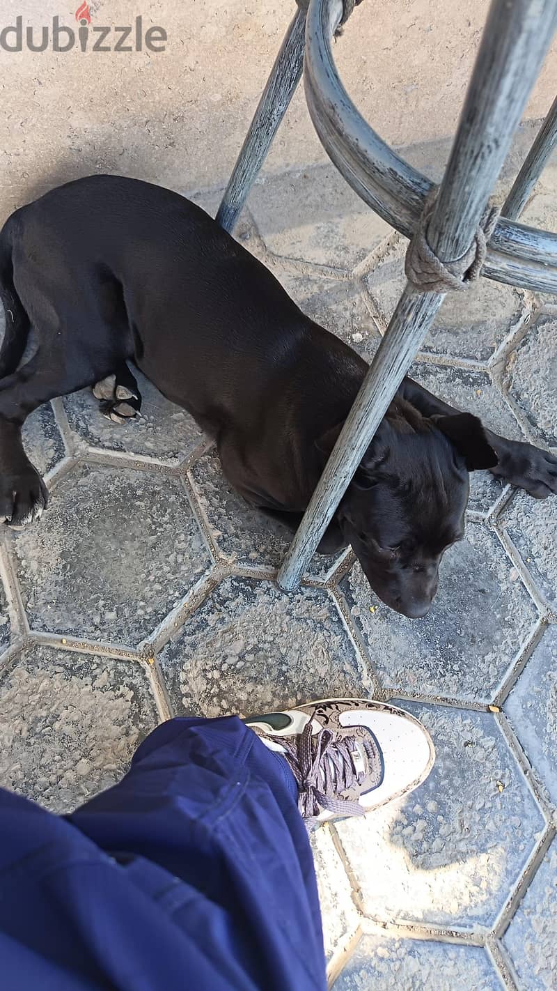 cane Corso 3 months 1 week 4