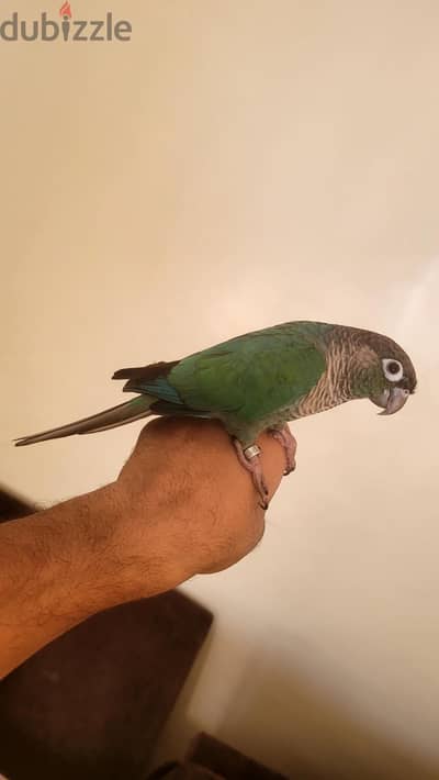 للبيع ببغاء الجرين شيكد كونيور هادى جدا