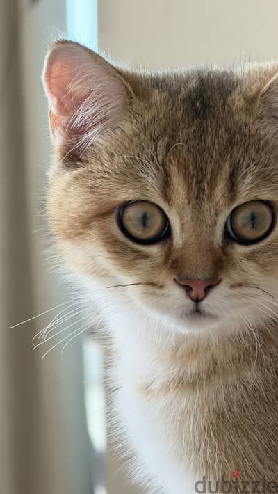 Scotch straight kitten coming with litter box and food and his things