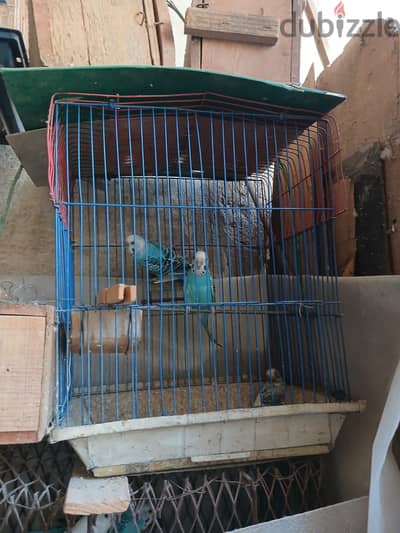 عصافير الجوز ب ٣٥٠جنيه من غير القفص