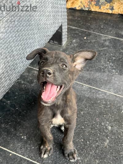 Dutch shepherd