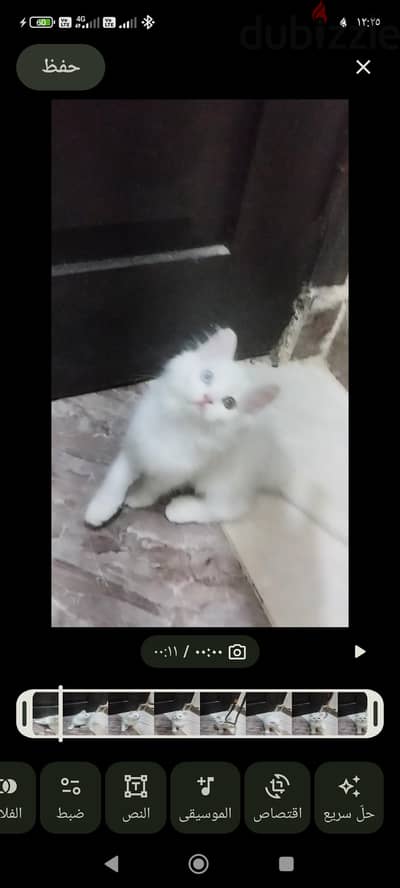 قطط شيراز