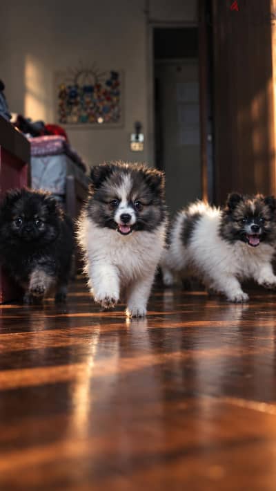 pomeranian dogs