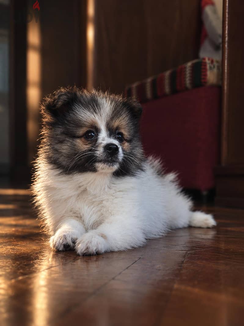 pomeranian dogs 1