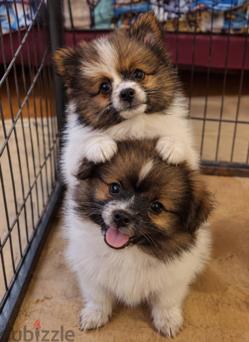 pomeranian dogs 2
