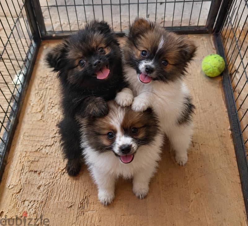 pomeranian dogs 3