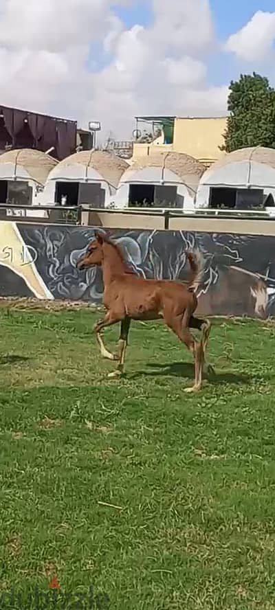 حصان عربي عبيان
