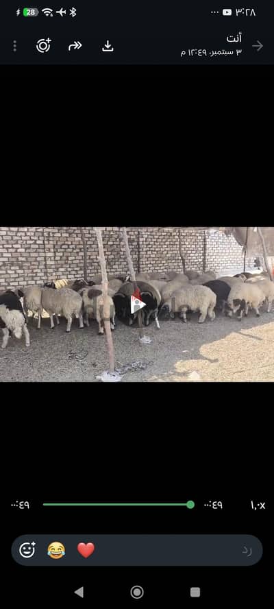 اغنام برقي ممتازه