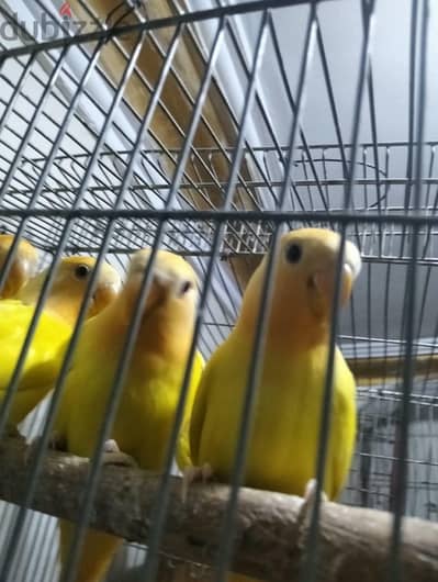 قصين روذ ابلين ا رنج أول شغال عمر ٨ شهور  ٠١٢٢١٨٤١١٧0
