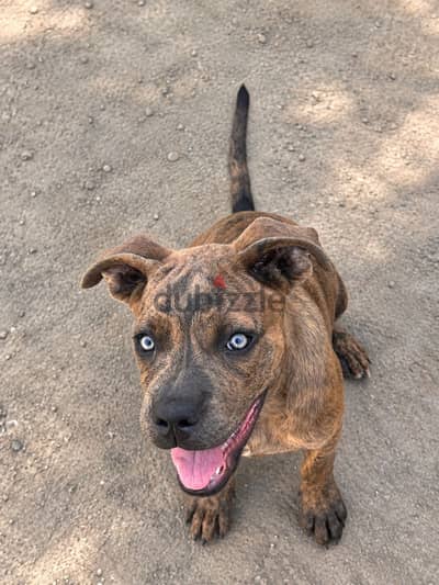 Cane corso