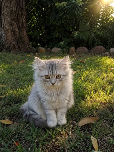 بنوته حجمها كبير