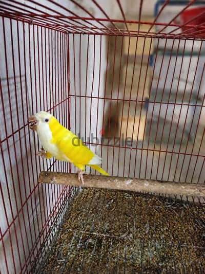 نتاية كويكر لاتينى سنة ونصف