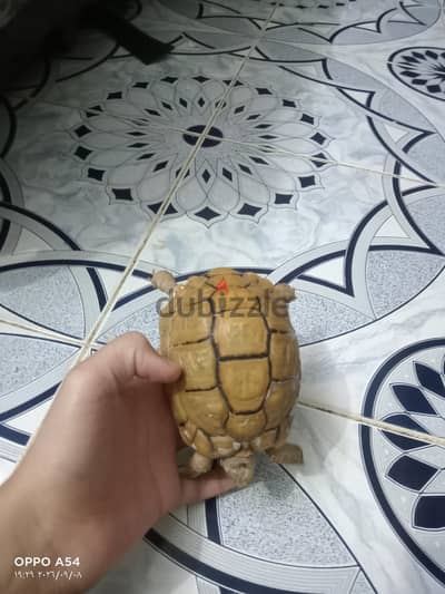 سلحفاه صحراوي ،،،،،،، التواصل واتساب 01093603533